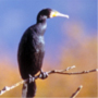 Common Cormorant,Phalacrocorax carbo,カワウ