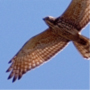 Grey-faced Buzzard-eagle,Butastur indicus,サシバ