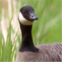 Cackling Goose Branta,hutchinsii minima,ヒメシジュウカラガン