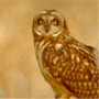 Short-eared Owl,Asio flammeus,コミミズク