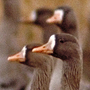 White-fronted Goose,Anser albifrons,マガン
