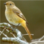 Daurian Redstart,Phoenicurus auroreus,ジョウビタキ♀