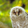 Ural Owl,Strix uralensis,フクロウ