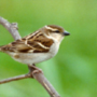 Russet Sparrow,Passer rutilans,ニュウナイスズメ
