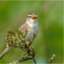 Black-browed Reed-Warbler,Acrocephalus bistrigiceps,コヨシキリ