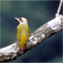 Japanese Green Woodpecker,Picus awokera,アオゲラ