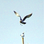 Black-tailed Gull,Larus crassirostris,ウミネコ