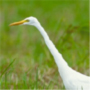 Great Egret,Egretta alba,ダイサギ