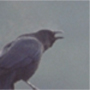 Carrion Crow,Corvus corone,ハシボソガラス