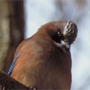 Eurasian Jay,Garrulus glandarius,カケス