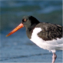 Oystercatcher,Haematopus ostralegus,ミヤコドリ