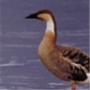 Swan Goose,Anser cygnoides,サカツラガン