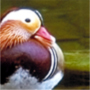 Mandarin Duck,Aix galericulata,オシドリ