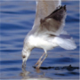 Herring Gull,Larus argentatus,セグロカモメ