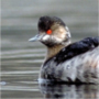 Black-necked Grebe,Podiceps nigricollis,ハジロカイツブリ
