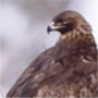 Golden Eagle,Aquila chrysaetos,イヌワシ