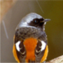 Daurian Redstart,Phoenicurus auroreus,ジョウビタキ