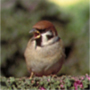 Eurasian Tree Sparrow,Passer montanus,スズメ