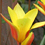 原種チューリップ　クルシアナ <i>Tulipa clusiana var.</i>