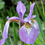 アヤメ <i>Iris sanguinea</i>