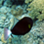 クロモンガラ　Melichthys vidua