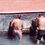 カトマンドゥ郊外 水浴場, Godavari NEPAL 1992