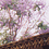 ビンドゥバシニ寺院 Bindhyavasini Pokhara NEPAL 1992, 4月末、藤色のジャカランダの花が日本の桜のように咲いていました。